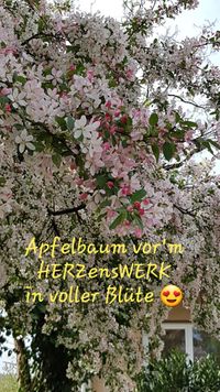 Apfelbaumbl&uuml;te